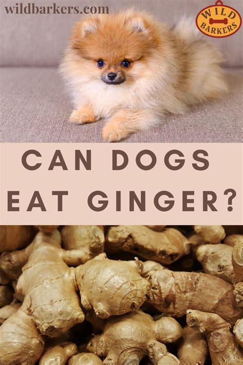 Can Dog Eat Ginger
